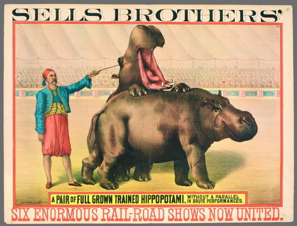 Sells Brothers': A Pair of Full Grown Hippopotami