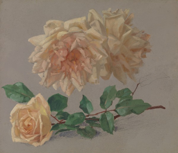 Rose Study in Two Parts: Pink and Yellow
