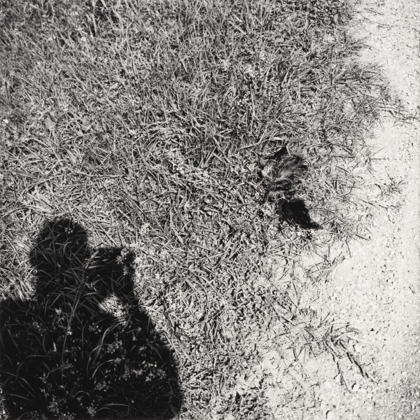 Untitled [photographer's shadow, feathers on grass]