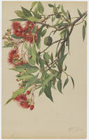 Scarlet Australian Eucalyptus