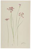 Allium Californicum